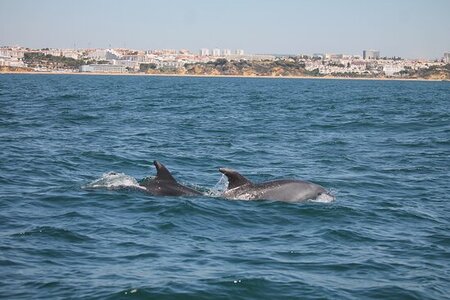 Observatório de golfinhos em Algés